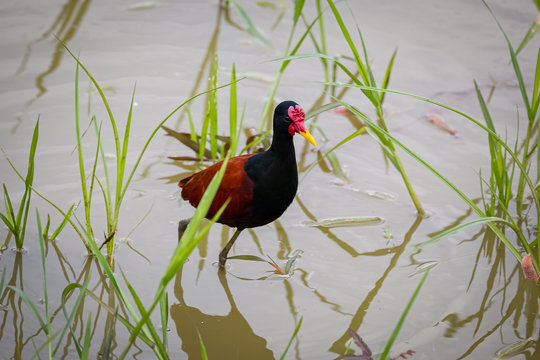 Colorful Wattled Jacana wading in shallow water, Pantanal Wetlands, Mato Grosso, Brazil