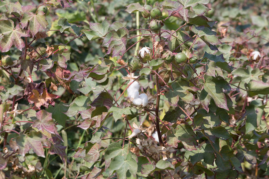 Field of  cotton bolls on branch