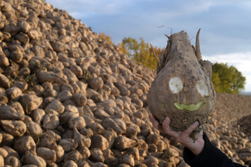 Zuckerrüben