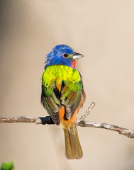 Painted Bunting on a perch