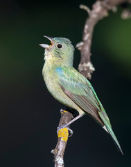 Obraz premium Immature Painted Bunting
