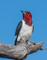 Red-headed Woodpecker
