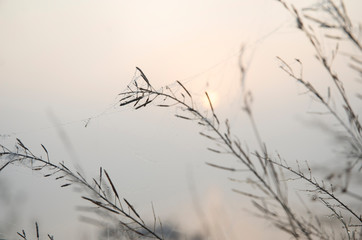 Obraz premium Pink dawn, the sun covered with fog, graphic branches in the foreground