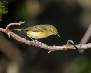 White Eyed Vireo