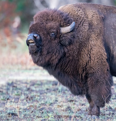 Fototapeta premium Bison Bull smelling the herd during the breeding season