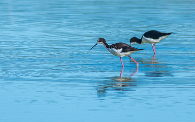 Pink-legged Stilts Wading in Vast Blue Pond