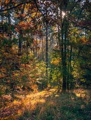 Naklejka premium Sunrise on river