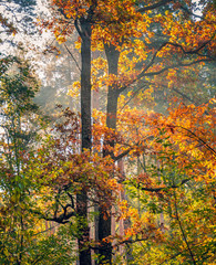 Obraz premium Sunrise on river