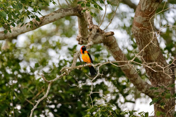 Orange-backed troupial perched on a branch in a tree, Pantanal Wetlands, Mato Grosso, Brazil