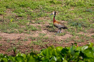 White-faced whistling duck walking in a field on water edge, Pantanal Wetlands, Mato Grosso, Brazil