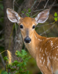 White tailed Deer fawn