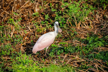Roseate Spoonbill in natural habitat, facing camera, Pantanal Wetlands, Mato Grosso, Brazil