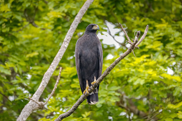 Great black hawk perched on a branch against green background, Pantanal Wetlands, Mato Grosso, Brazil