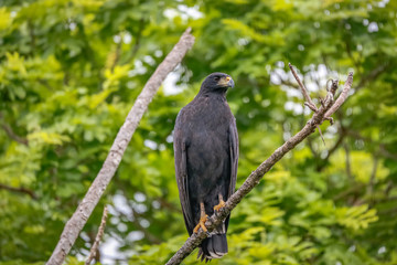 Fototapeta premium Close up of a Great black hawk perched on a branch against green background, Pantanal Wetlands, Mato Grosso, Brazil