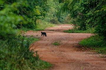 Fototapeta na wymiar Tayra crossing a dirt road in the forest Pantanal Wetlands, Mato Grosso, Brazil