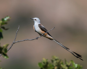Scissor tailed Flycatcher