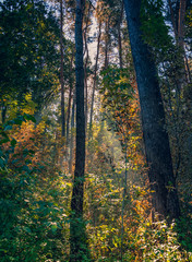 Obraz premium Nature in morning