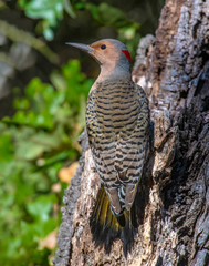Northern Flicker