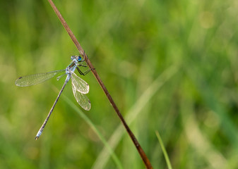 Nice macro photo of a dragonfly with blue tones and transparent wings