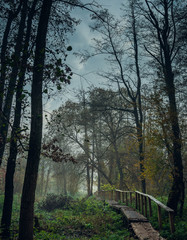 Obraz premium Nature in morning