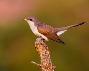 Yellow Billed Cuckoo