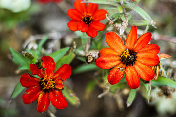 red flowers in the garden, close up, selective focus