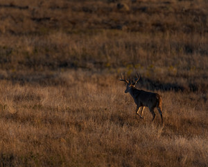 White tailed Deer Buck in the early morning