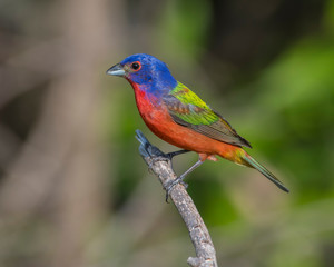 Painted Bunting on a perch
