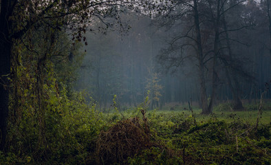 Nature in morning