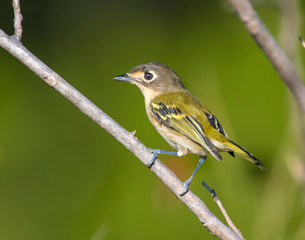 Female Black capped Vireo