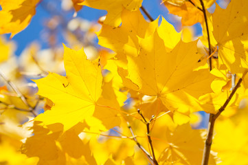 Fototapeta na wymiar Maple yellow leaves in autumn
