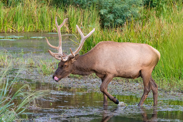 Bull Elk in the Water