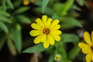 Perfect background: yellow flower in the garden, selective focus