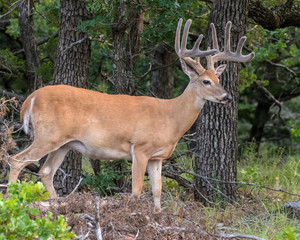 White tailed Deer Buck in velvet