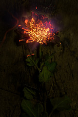 Fire flower