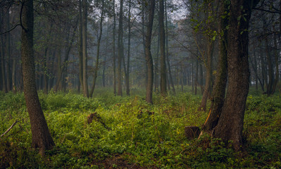 Fototapeta premium Nature in morning