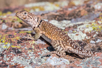 Eastern Collard Lizard female