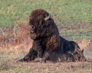 Bison Bull getting up from a dust bath