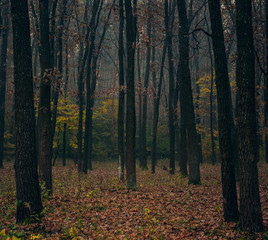 Obraz premium Nature in morning