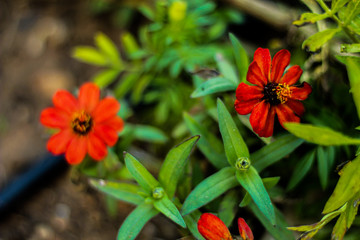 Natural background: red flowers in the garden, selective focus