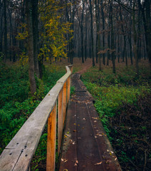 Obraz premium Nature in morning