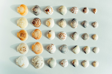 Many different seashells on a white background. Minimalism layout. Tropical summer vacation or sea food concept.