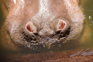 Closeup of a hippo's nose