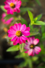 Obraz premium Natural concept: pink flower in the garden, selective focus