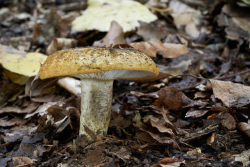 Inedible mushroom Lactarius turpis in the deciduous forest under the birch. Also known as Ugly Milk-cap. Wild mushroom in the leaves. Autumn time in the forest.
