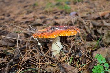 Amanita mushroom in dry fallen foliage.
