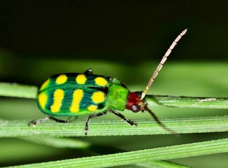 Banded Cucumber beetle (Diabrotica balteata) in a clump of pine needles. Photo taken in Houston, TX. Found in the Americas and Cuba it is considered a pest in many crops.