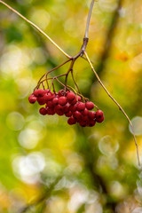Rowan Berries in Autumn