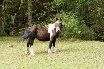 Fototapeta premium Nice brown and white horse in the forest