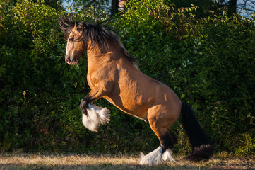 Amazing chestnut (brown with black mane) cart horse stallion rear up freely in the paddock during summer time. Concepts: animal, free, equestrian, portrait